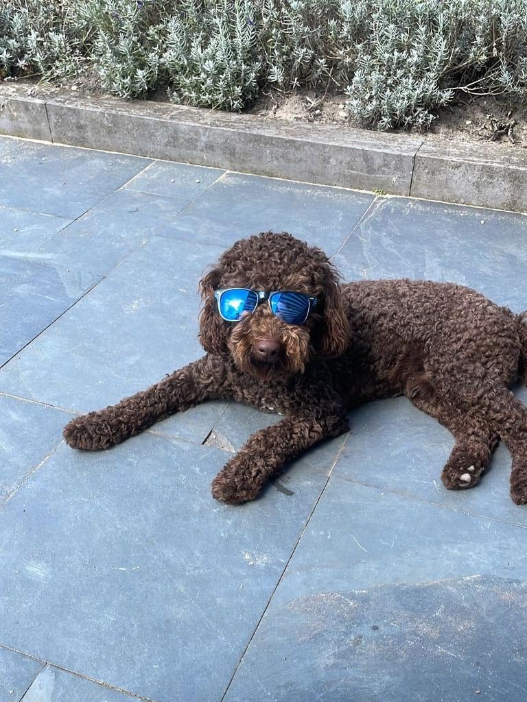 dekreu labradoddle chocolade bruin, Reu, 1 tot 2 jaar, Parvo, Eén hond