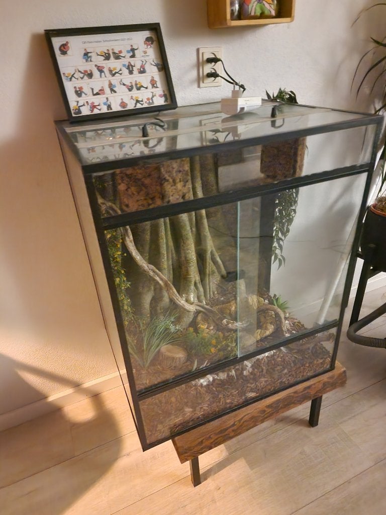 Mooi groot terrarium met inhoud en koningsslang Kingsnake photo 2