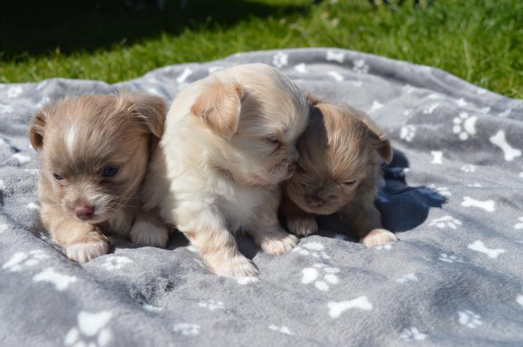 Chihuahua pups, Parvo, 8 tot 15 weken, Meerdere, Meerdere dieren