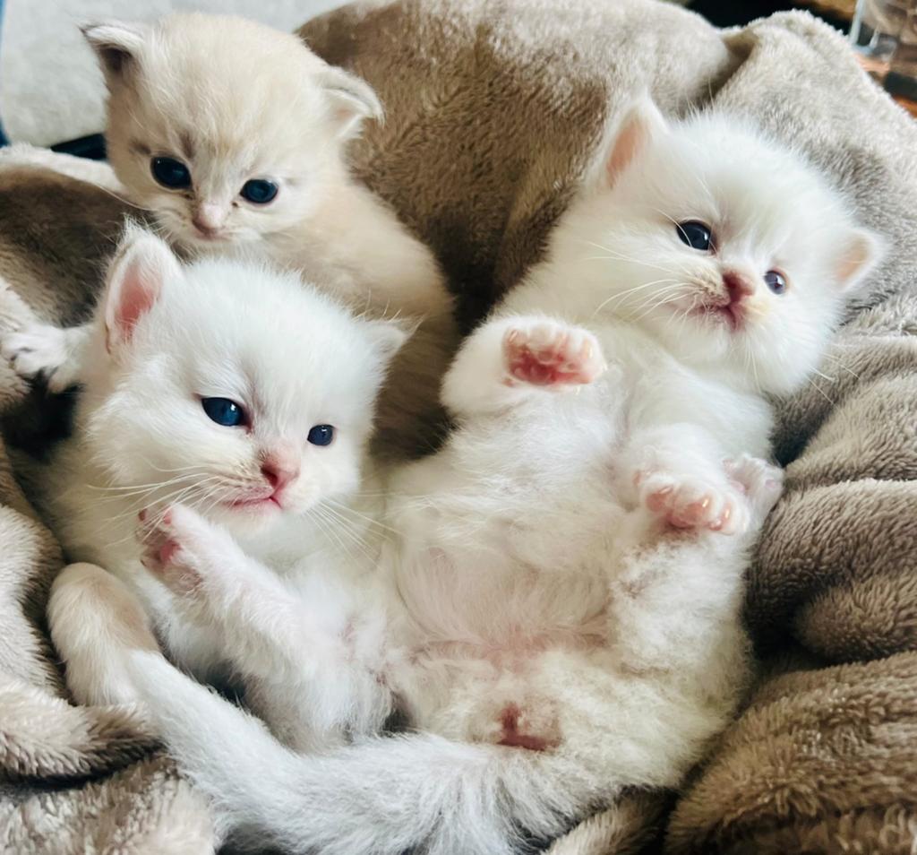 Prachtige raszuivere Ragdoll kittens (nog 1 katertje beschik, Kater, Gechipt, 0 tot 2 jaar