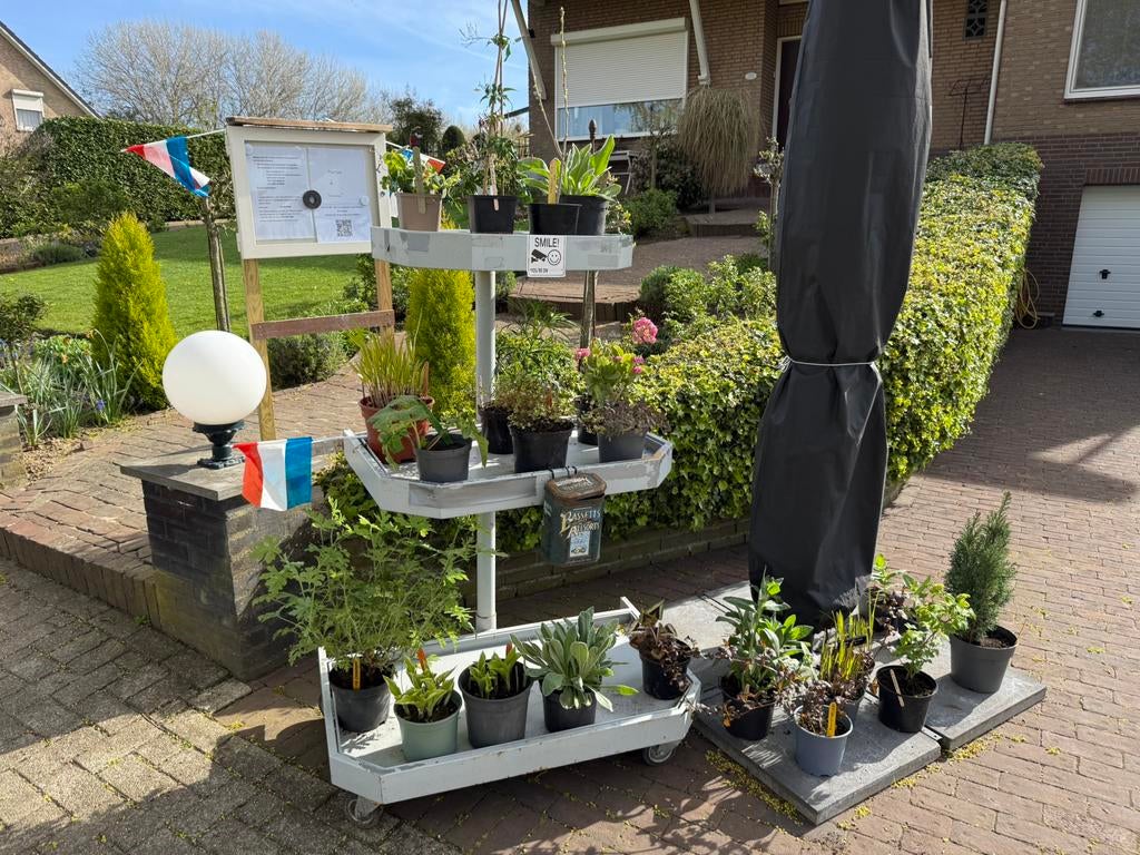 Plantjes ( en brocantjes), Ophalen, Vaste plant, Overige soorten, Volle zon