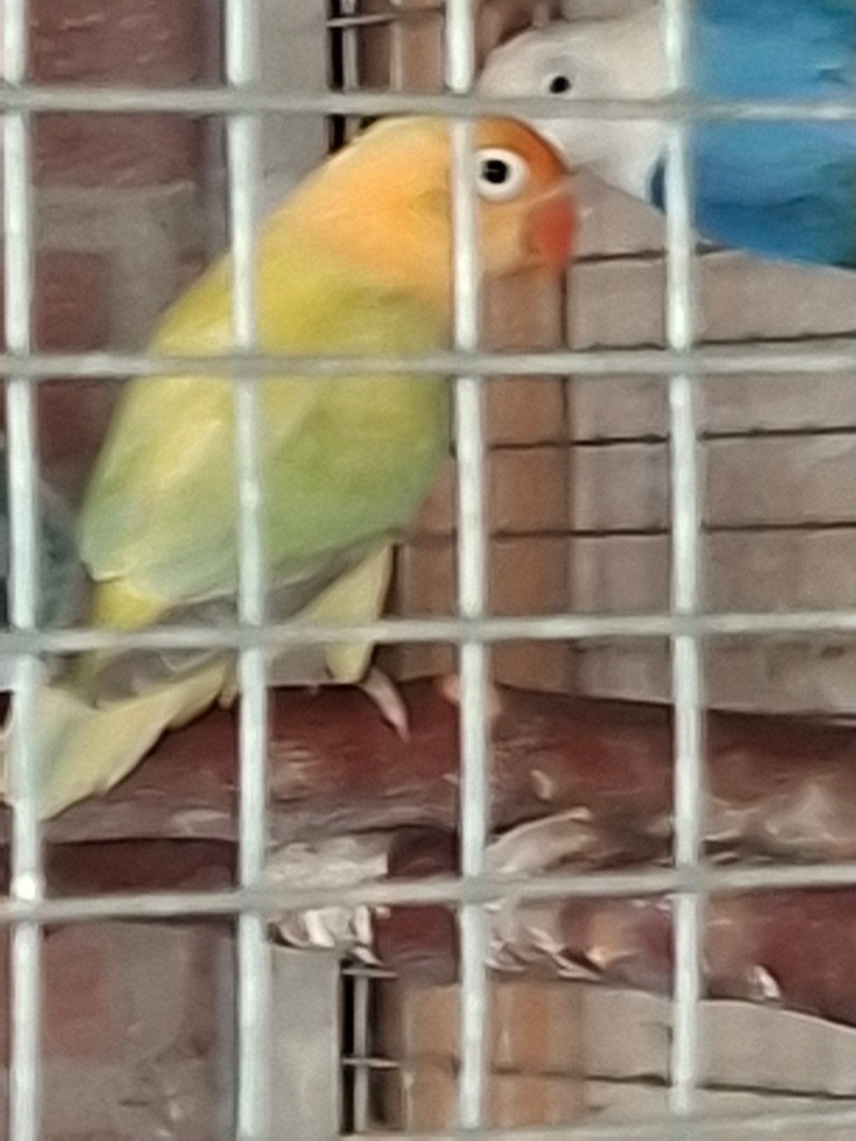 opaline diute turquise fischeri pop, Vrouwelijk, Dwergpapegaai of Agapornis, Geringd