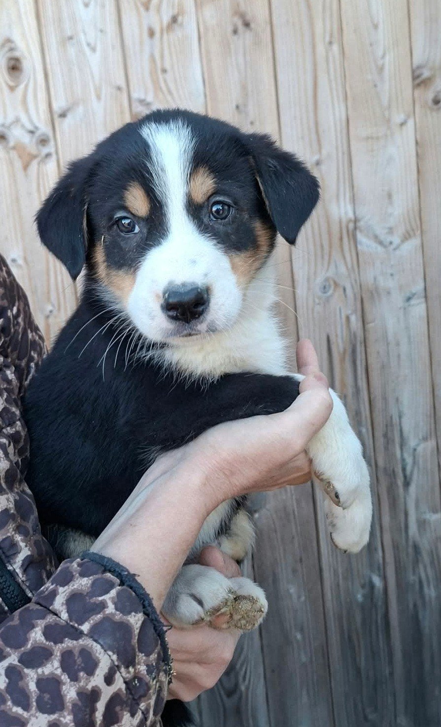 Te koop prachtige kruising Berner Sennen pups., Nederland, 8 tot 15 weken, CDV (hondenziekte), Meerdere