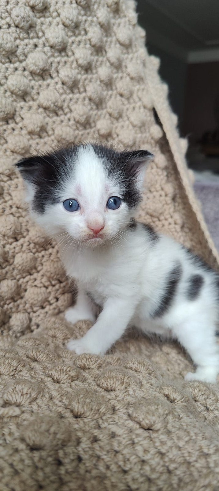 Halve main coone kittens 1 (1 kitten over), Meerdere dieren, Ontwormd, 0 tot 2 jaar