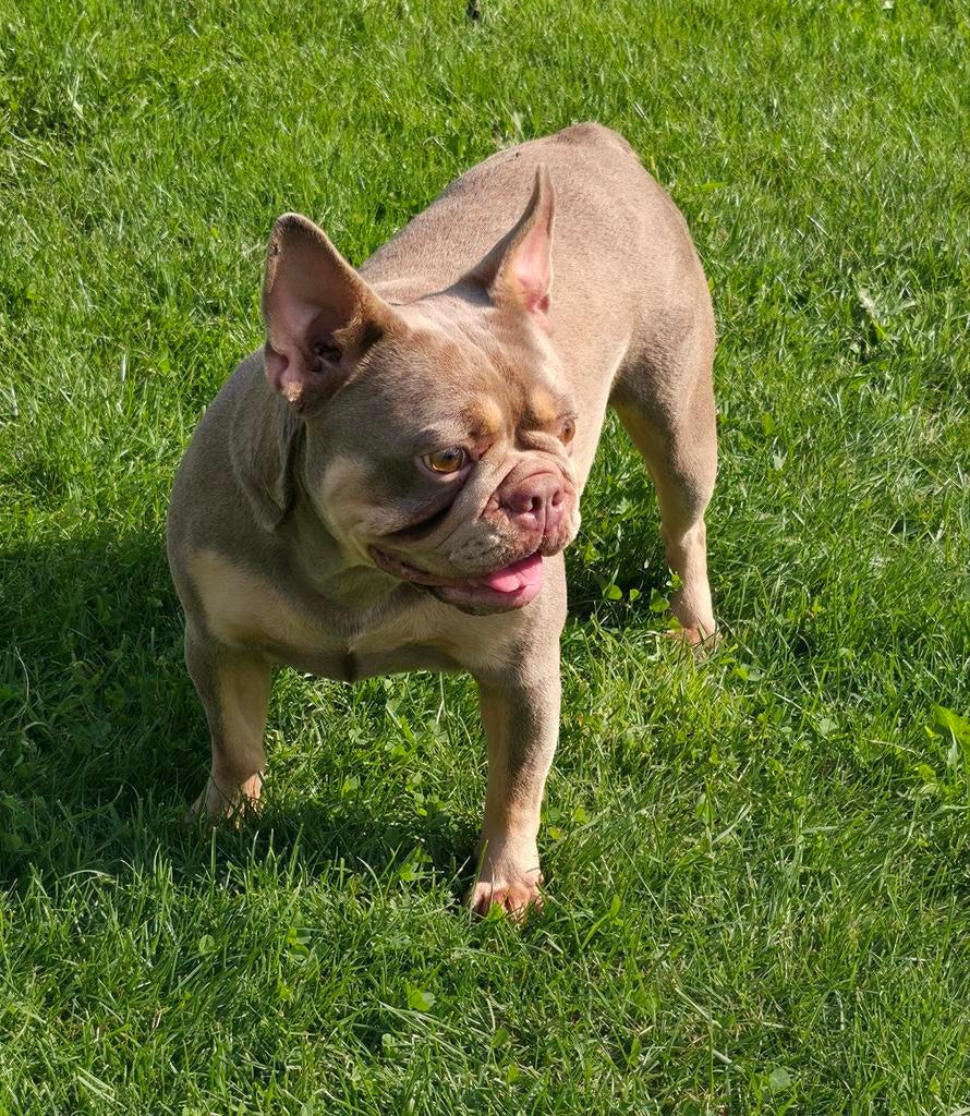 Super gave Engelse x Franse bulldog teef, Dieren en Toebehoren, Particulier, Buitenland, Teef, Parvo