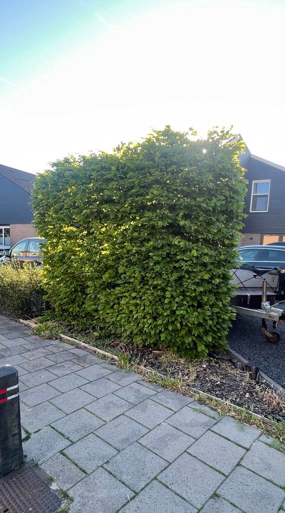 Beukenhaag - Groene Haag voor Privacy, Ophalen of Verzenden, Beukenhaag, Haag, 100 tot 250 cm