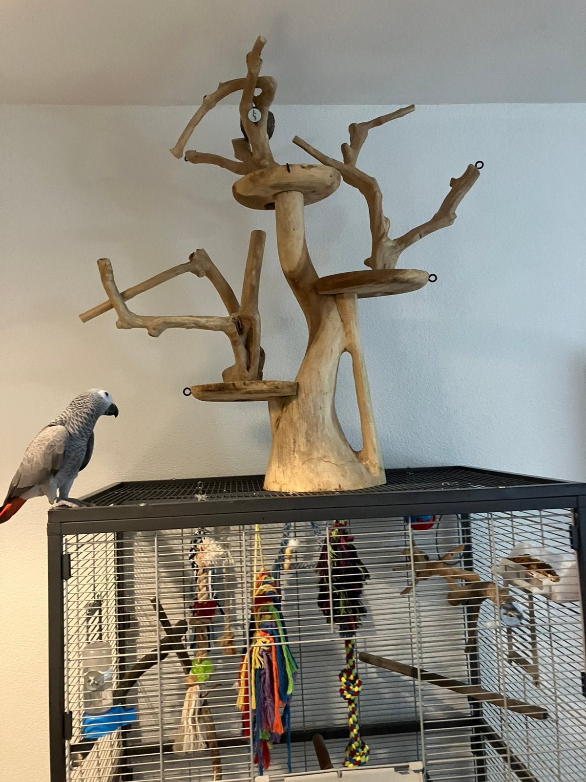 Yava boom, Meerdere dieren, Papegaai