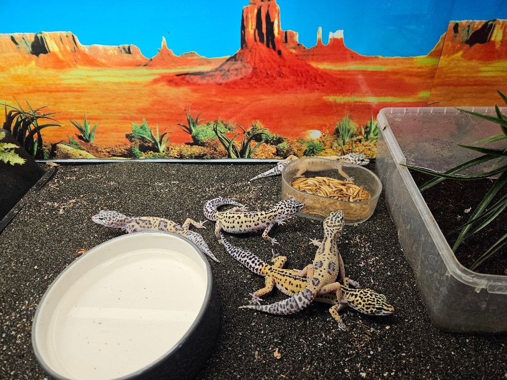 Eublepharis macularius Luipaardgekko Leopard Gecko photo 4