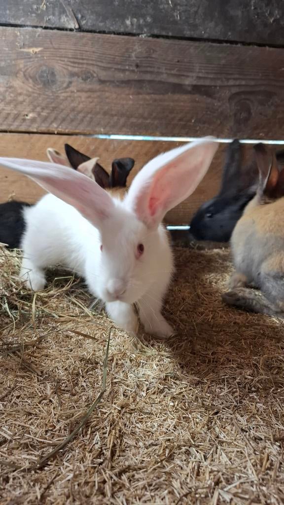 Duitse reus, Dieren en Toebehoren, Konijnen, Mannelijk, Groot