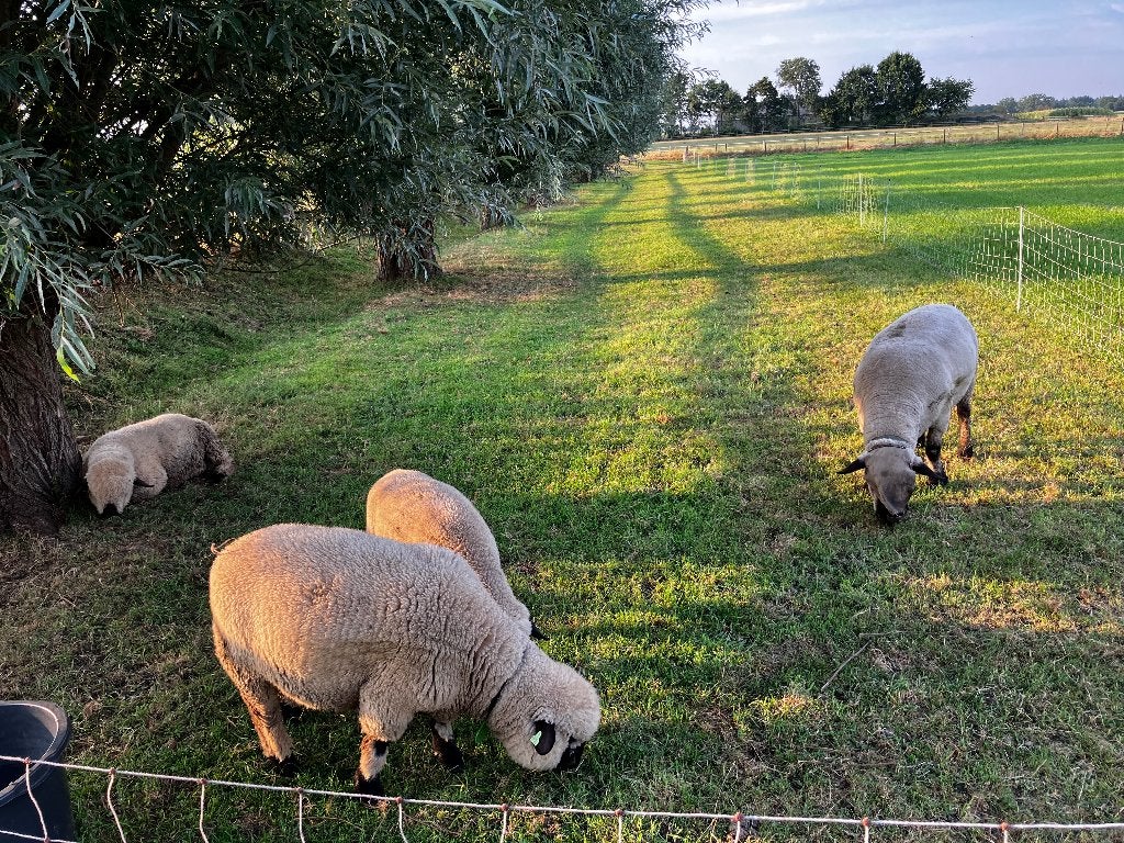 Hampshire Down rammen te koop of te huur, Mannelijk, Schaap