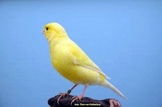 Gezocht geel schimmel kanarie pop, Vrouwelijk, Kleurkanarie