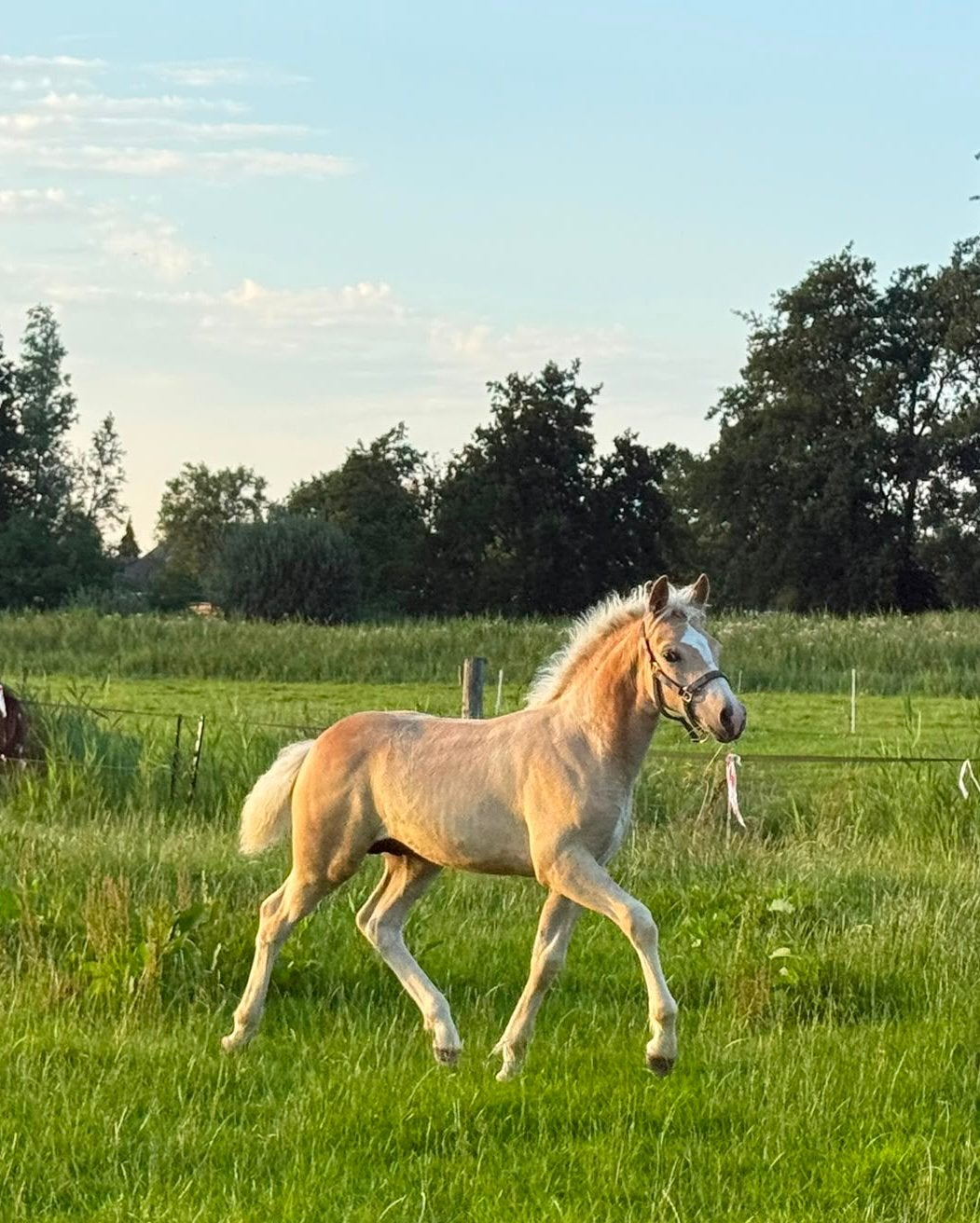 Haflinger veulen, Dieren en Toebehoren, E pony (1.48m - 1.57m), Dressuurpony, Niet van toepassing, 0 tot 2 jaar