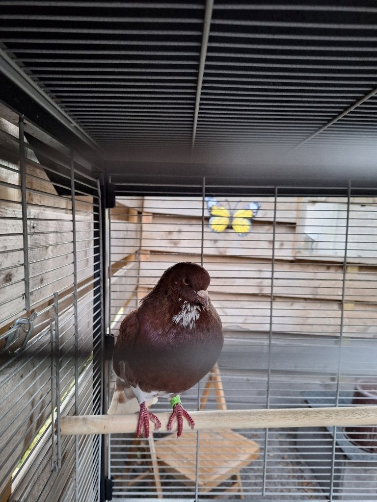 dieren en toebehoren, Dieren en Toebehoren, Mannelijk, Overige soorten