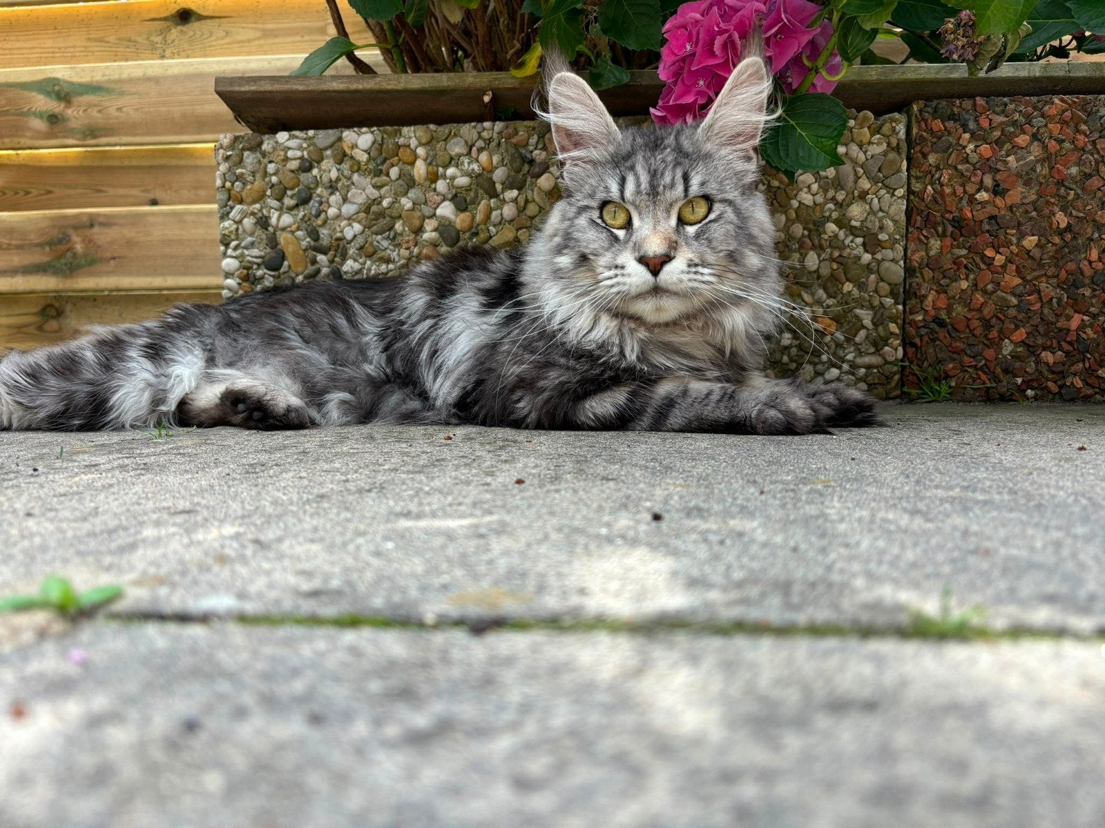 Ter dekking black silver tabby classic, Dieren en Toebehoren, 0 tot 2 jaar