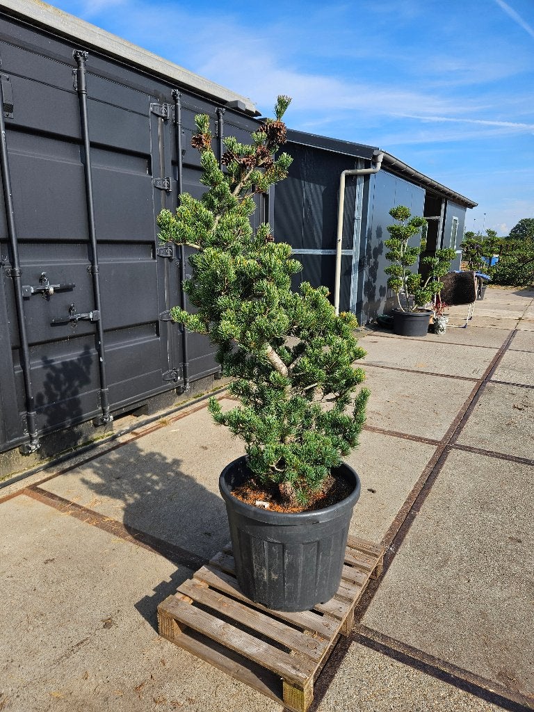 Pinus parviflora Ryu-ju, Tuin en Terras, Volle zon, Vaste plant, Bloeit niet, Ophalen