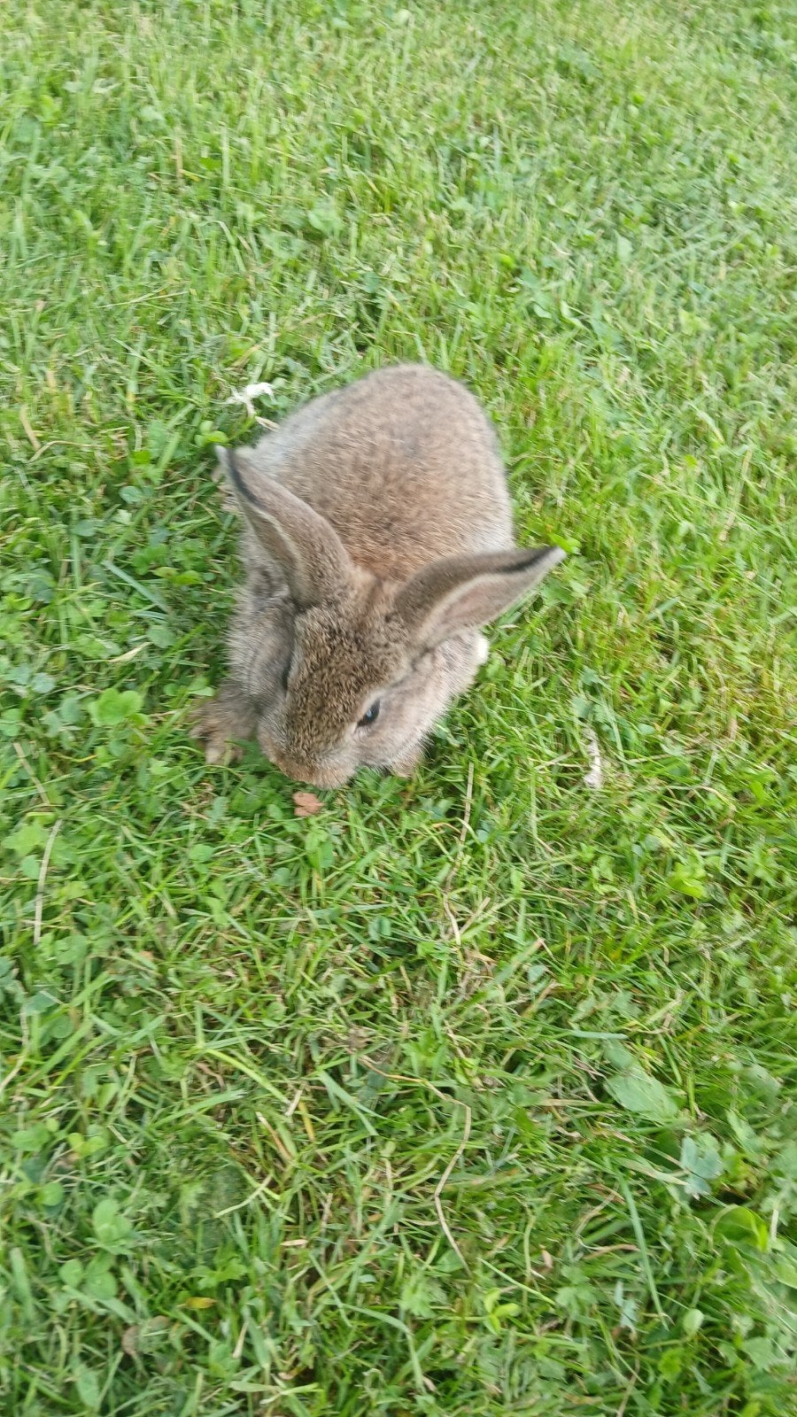 lieve konijntjes te koop, Dieren en Toebehoren, Meerdere dieren, Klein, 0 tot 2 jaar