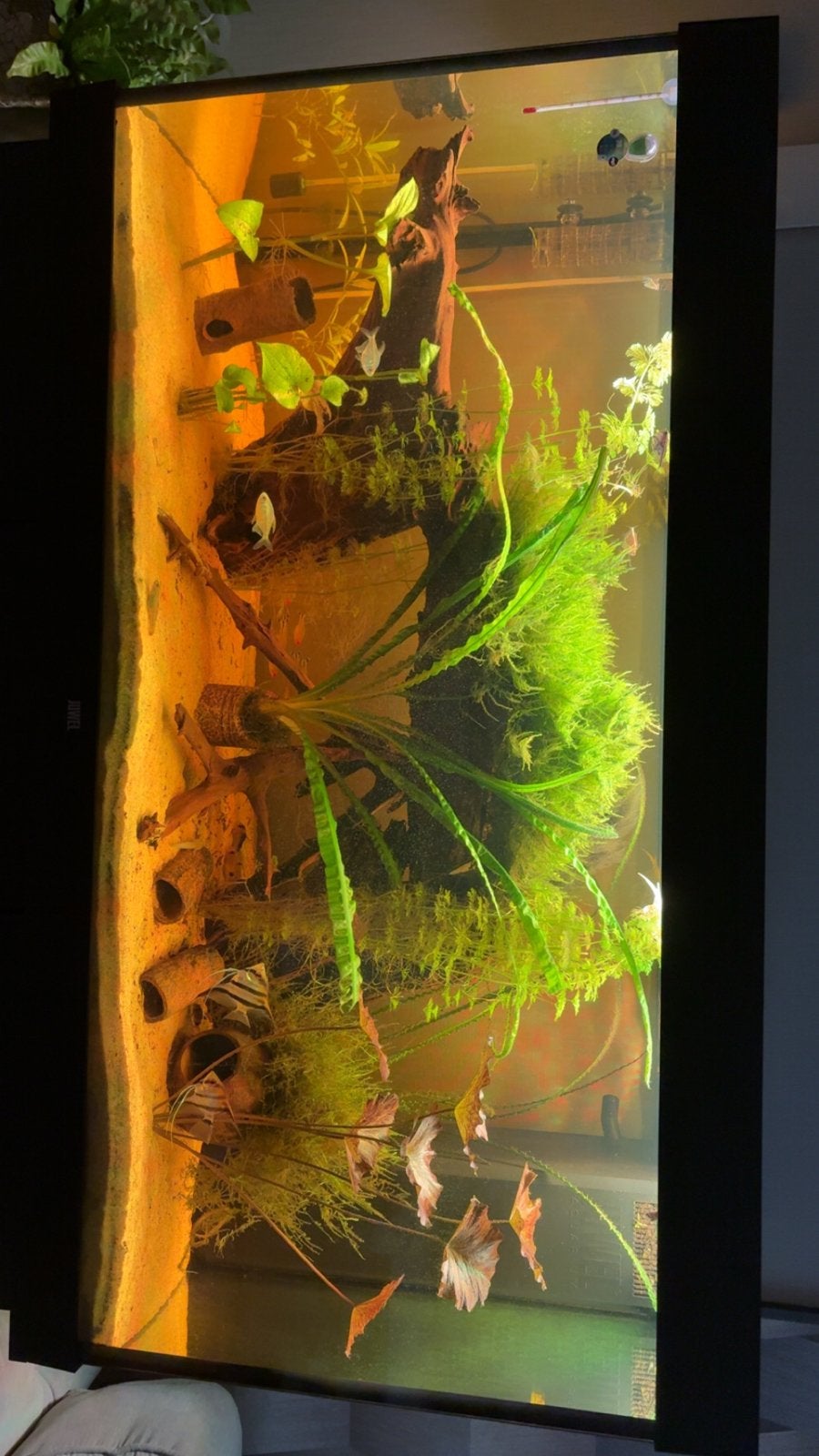 Juwel rio 350, Bijna nieuw aquarium, 66x121x51, Ophalen, Inclusief controller, Juwel, Gevuld zoetwateraquarium