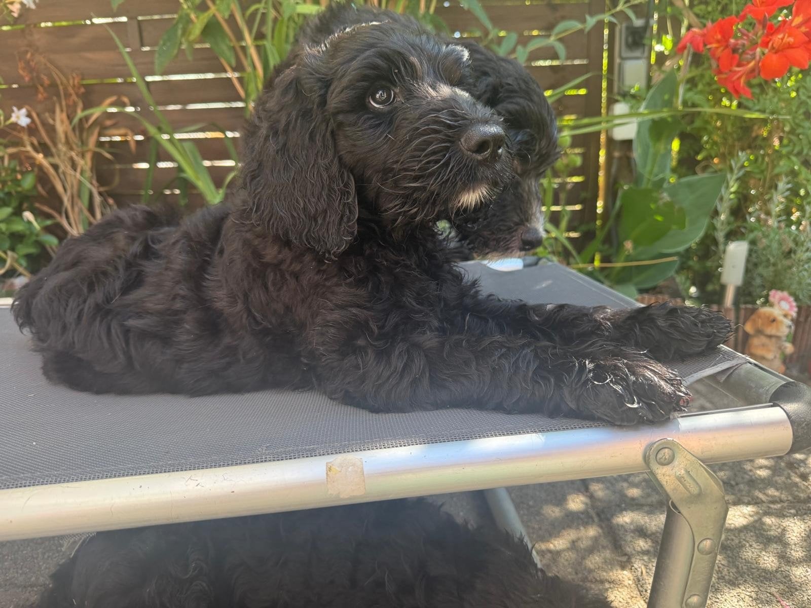 pups Labradoodle  mogen verhuizen., Poedel, 8 tot 15 weken, Meerdere, Meerdere dieren