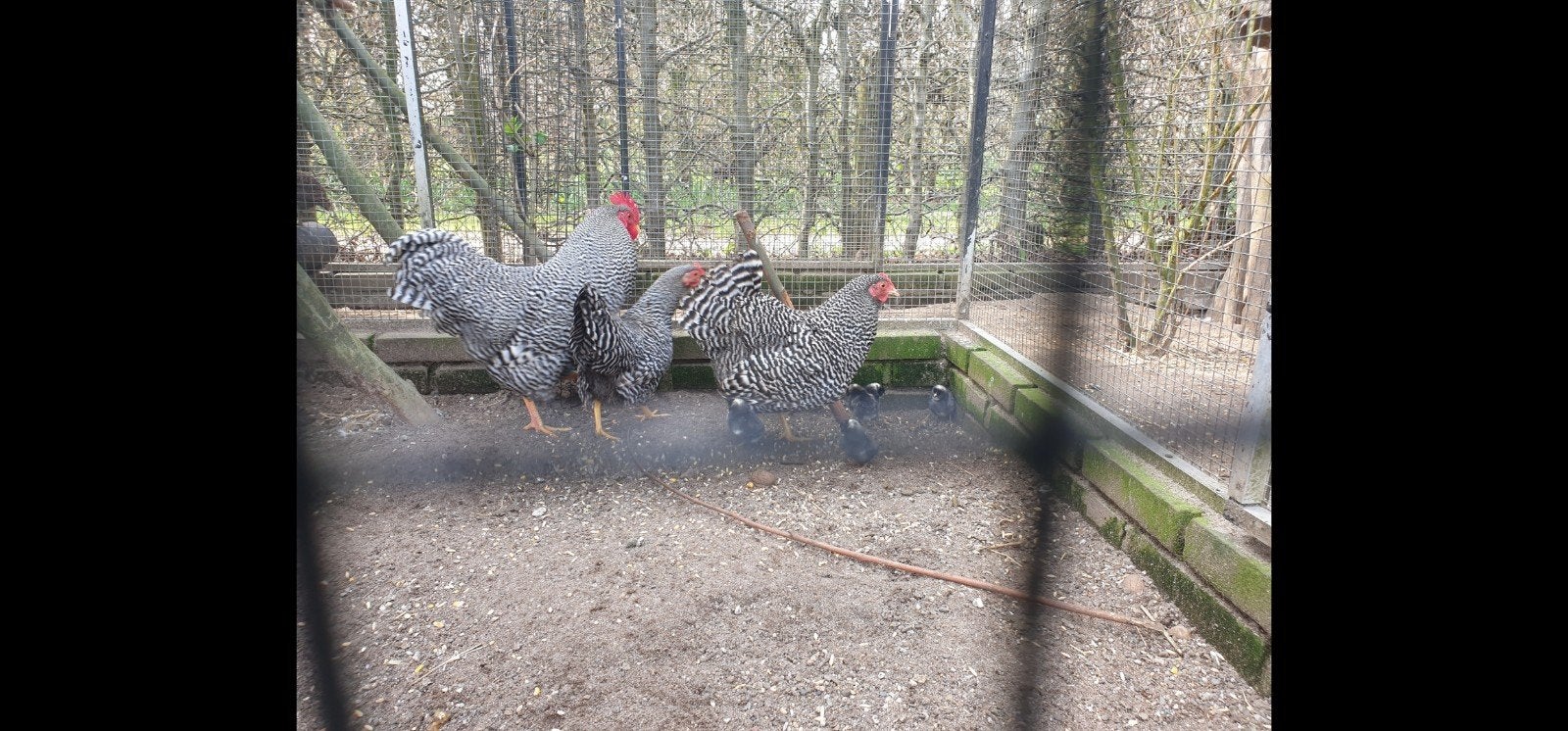 Amrock kriel 2026, Dieren en Toebehoren, Vrouwelijk, Kip