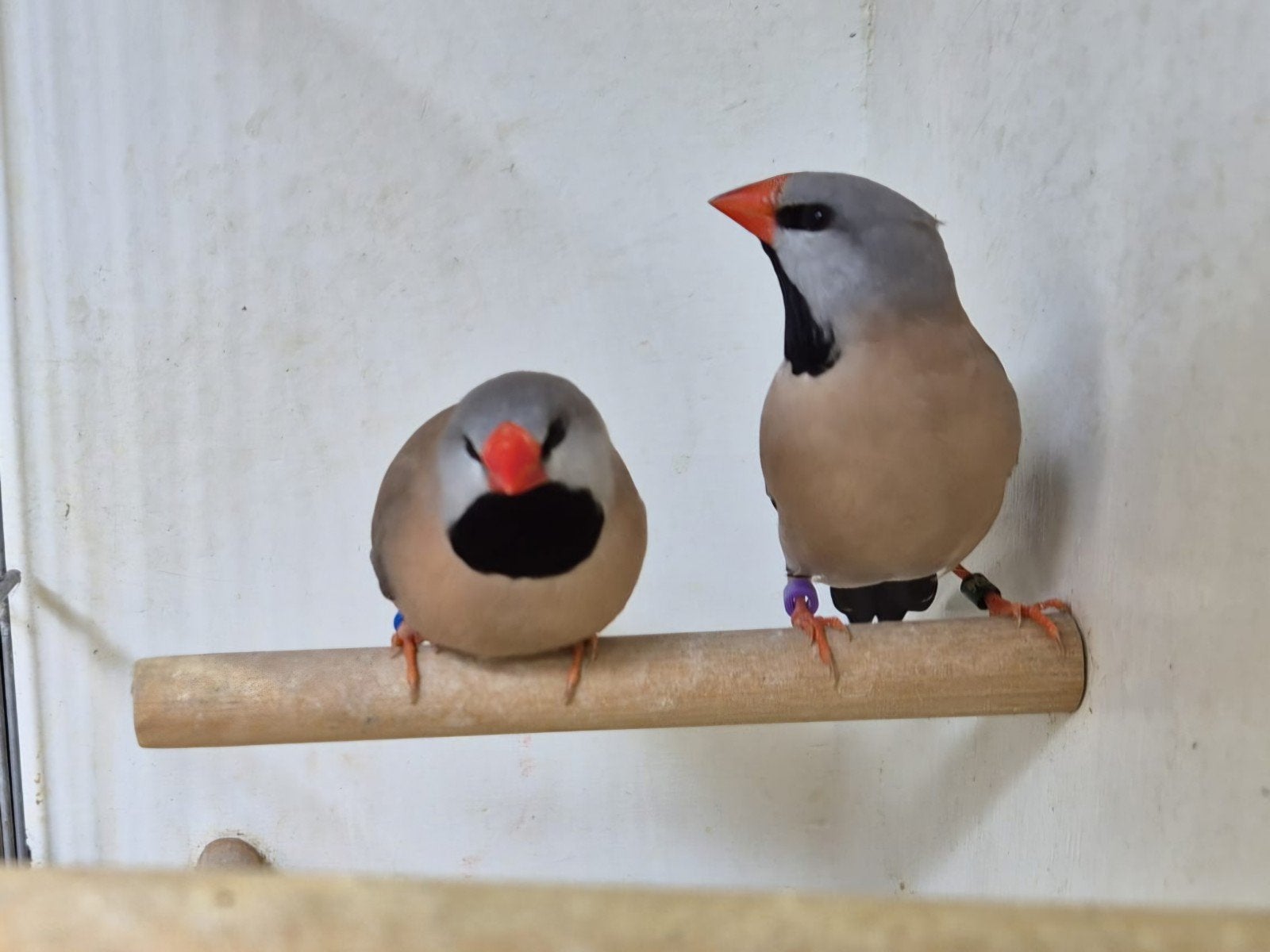 Spitsstaartamadines, Meerdere dieren