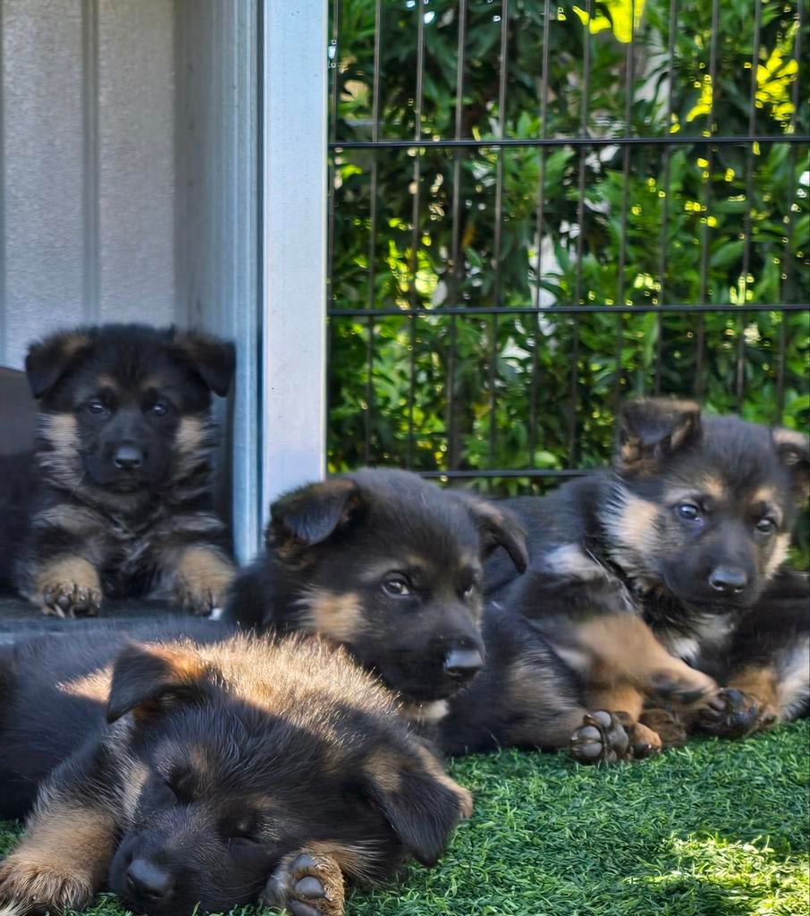Prachtige raszuivere Duitse herder pups, klaar voor vertrek!, Dieren en Toebehoren, Honden | Herdershonden en Veedrijvers, Meerdere dieren
