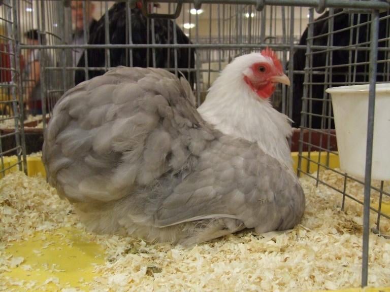 Gevraagd bobtail cochin, Dieren en Toebehoren, Pluimvee, Meerdere dieren, Kip