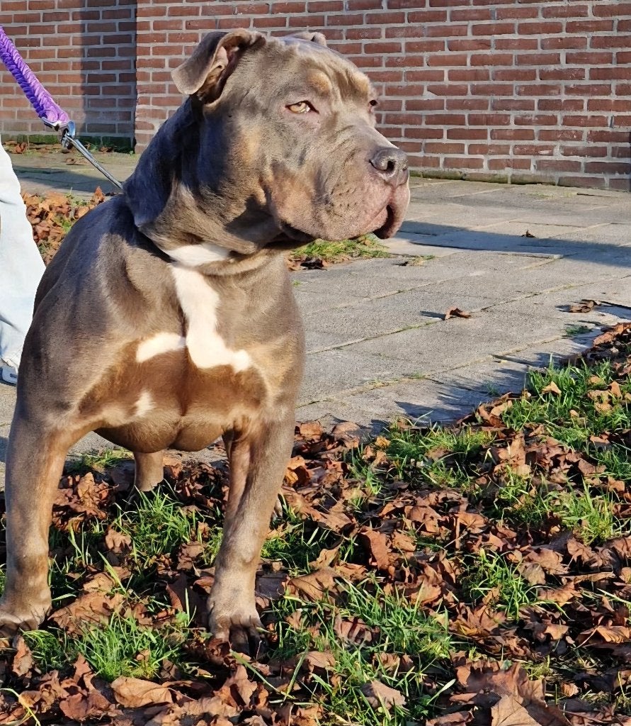Bully xl x American Stafford teefje *herplaatser*, Overige rassen, 1 tot 2 jaar, Teef, Parvo