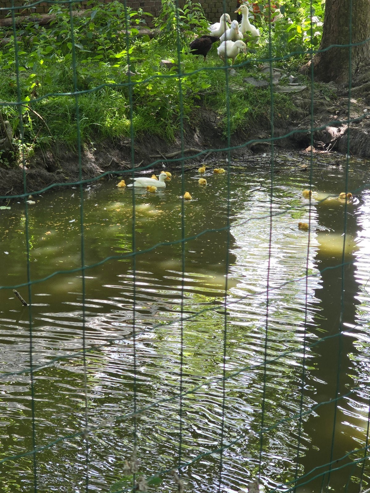 Jonge kwakertjes 2 dagen oud., Meerdere dieren, Eend