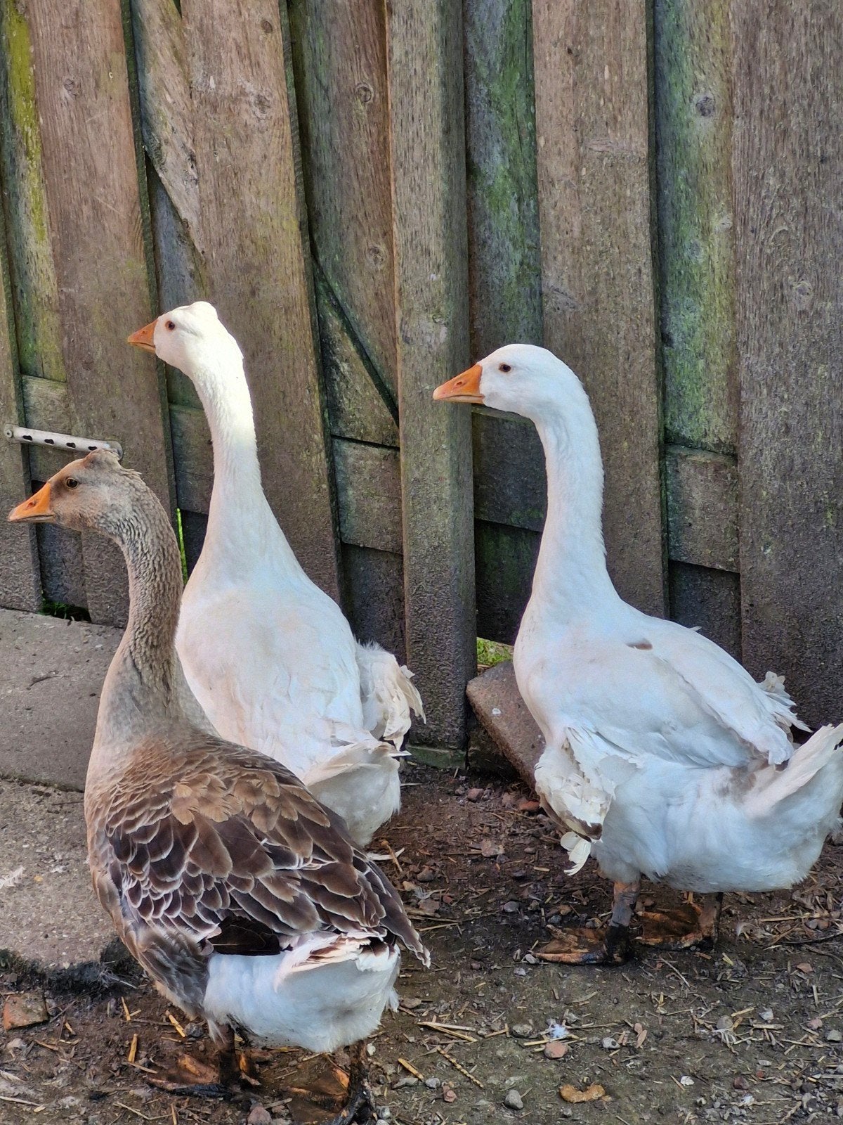 Ganzen, Dieren en Toebehoren, Meerdere dieren, Gans of Zwaan