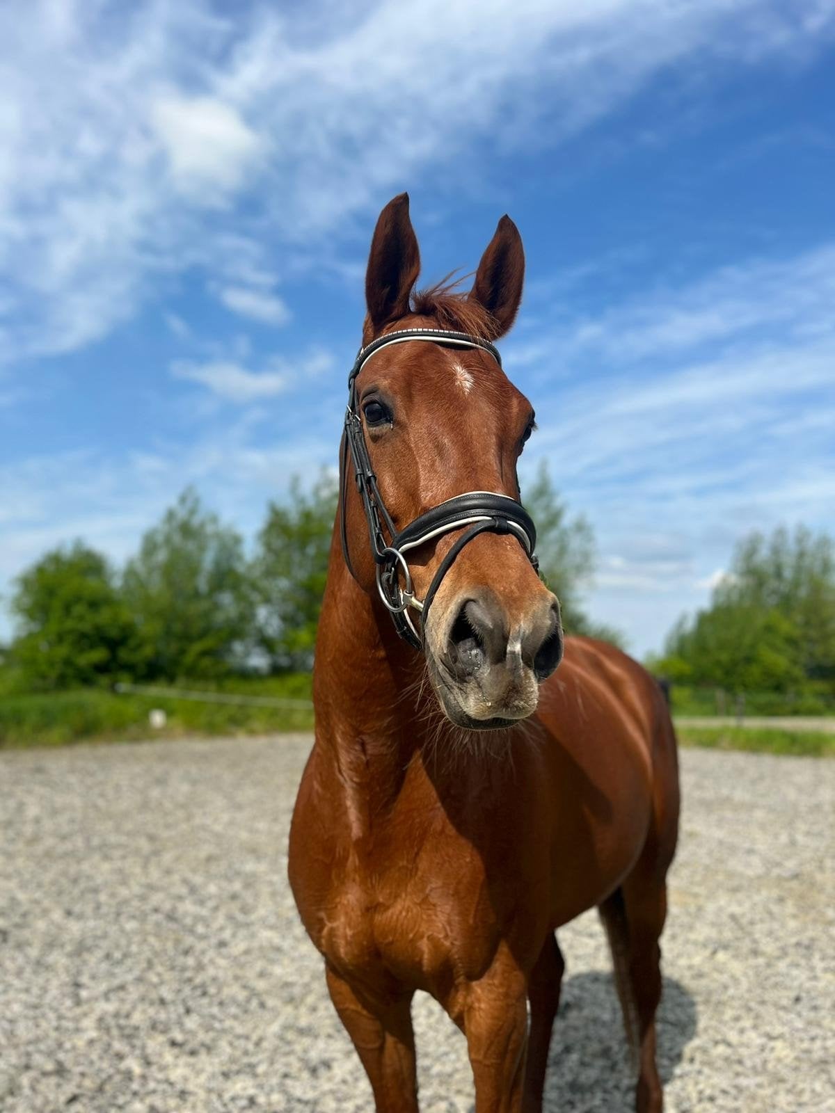 Betrouwbaar & Lief Recreatie/Dressuur Paard, Dieren en Toebehoren, Paarden, Merrie, L, 170 tot 175 cm, 11 jaar of ouder, Recreatiepaard