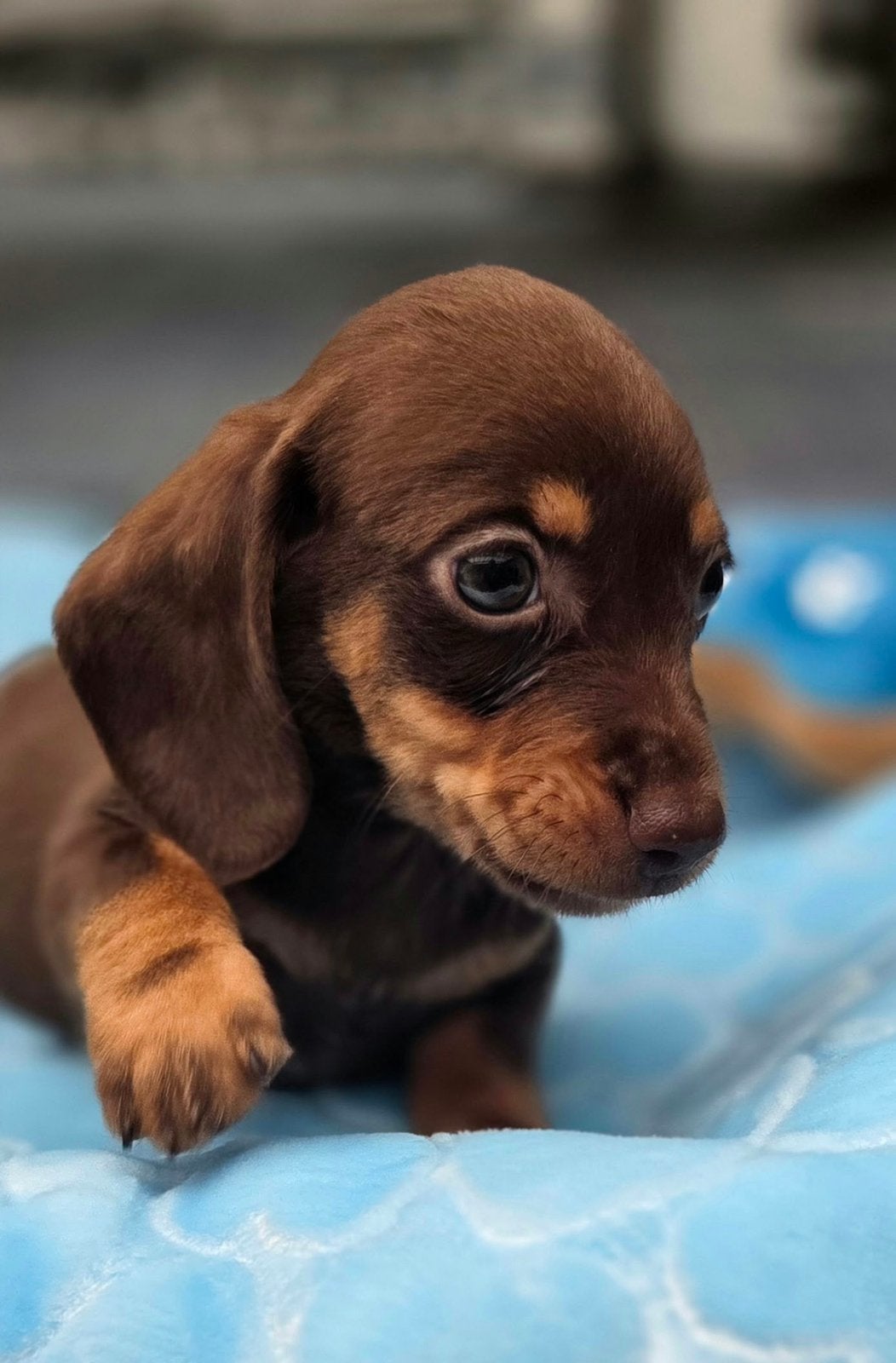 Super mooie Dwergteckel pups korhaar x langhaar teckel, Parvo, 8 tot 15 weken, Dwerg, Langhaar