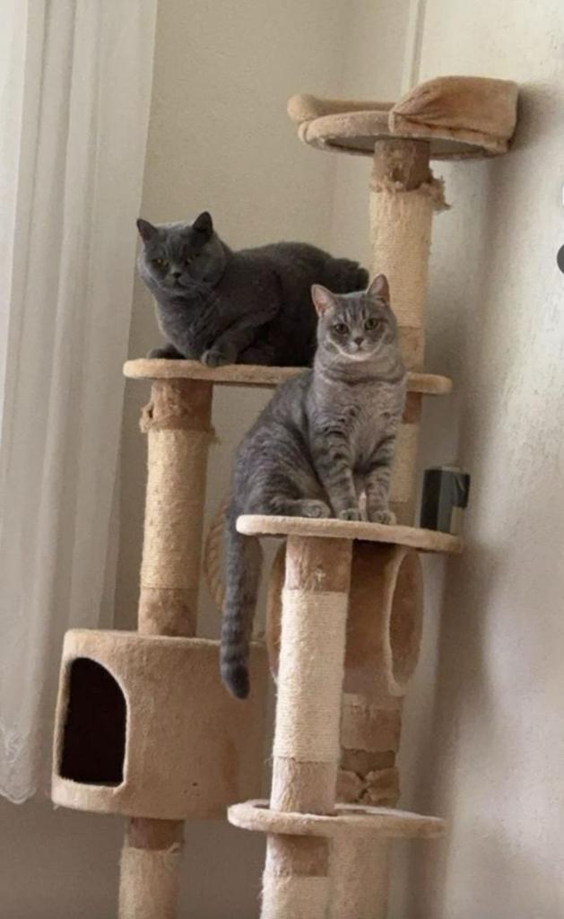 Met pijn in ons hart: liefdevol thuis gezocht voor 2 britjes, Dieren en Toebehoren, Poes, Ingeënt