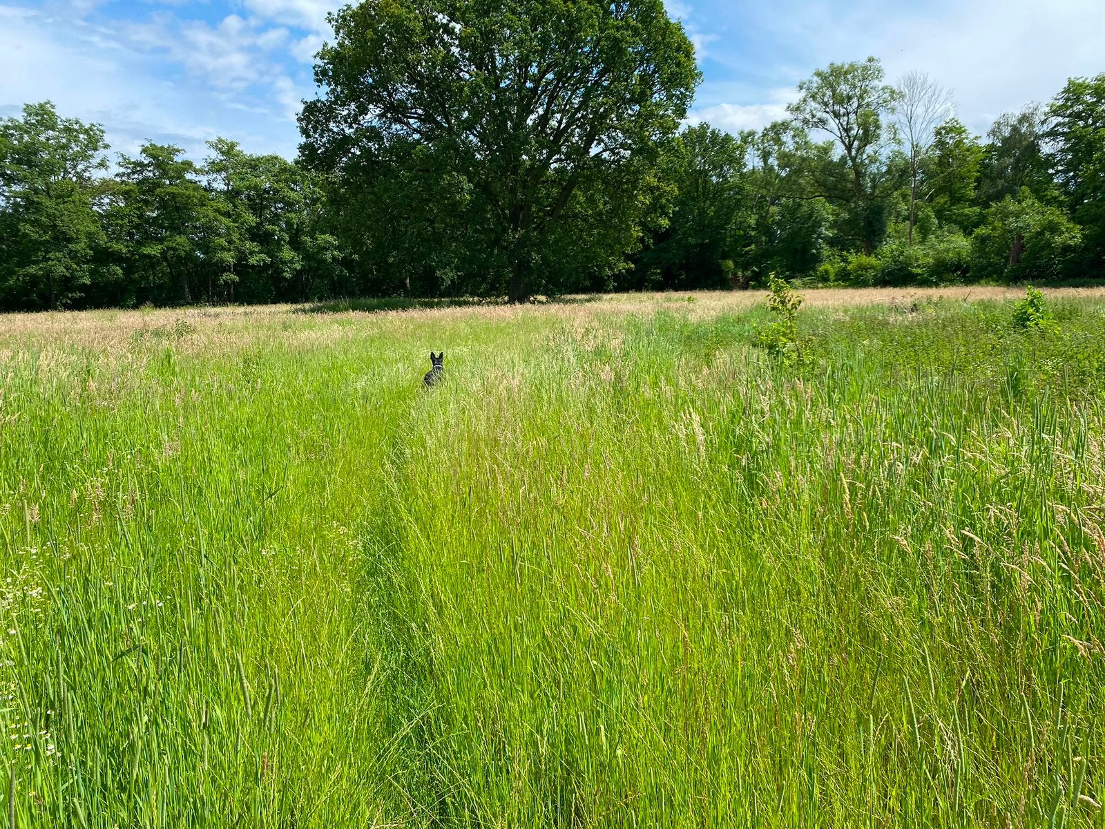 Midi hooibalen, Dieren en Toebehoren, Toebehoren