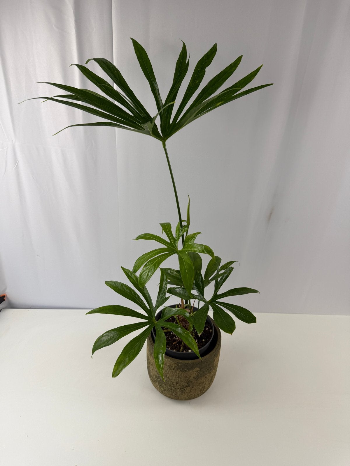 Anthurium pedatoradiatum fingers - Pot 14, Ophalen of Verzenden
