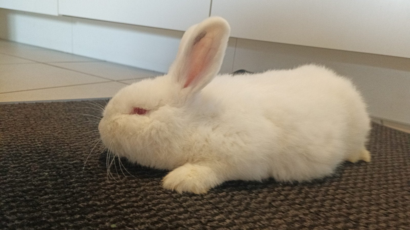 Mooie Witte Nieuw Zeelander 100%, Meerdere dieren, Middelgroot, 0 tot 2 jaar