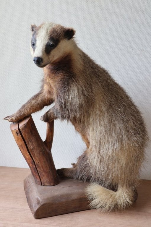 Taxidermie opgezette das, Ophalen, Zo goed als nieuw, Wild dier, Opgezet dier