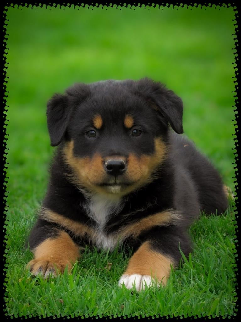 Stoere rottweiler x australische herder pups te koop, Parvo, Overige rassen, 8 tot 15 weken, Meerdere