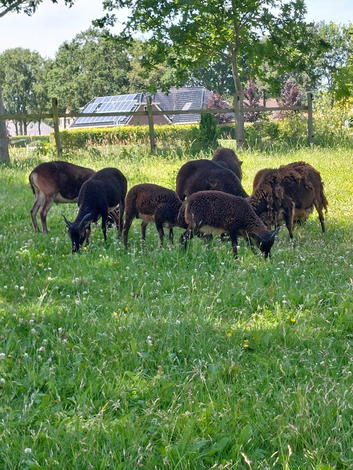 te koop soay schapen, Dieren en Toebehoren, Stalling en Weidegang