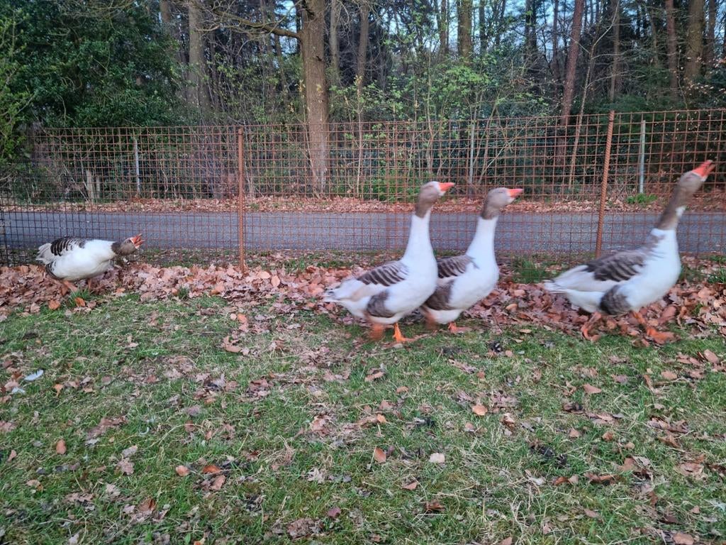 Schitterende volwassen zware raszuivere Twentse Landganzen !, Dieren en Toebehoren, Meerdere dieren, Gans of Zwaan