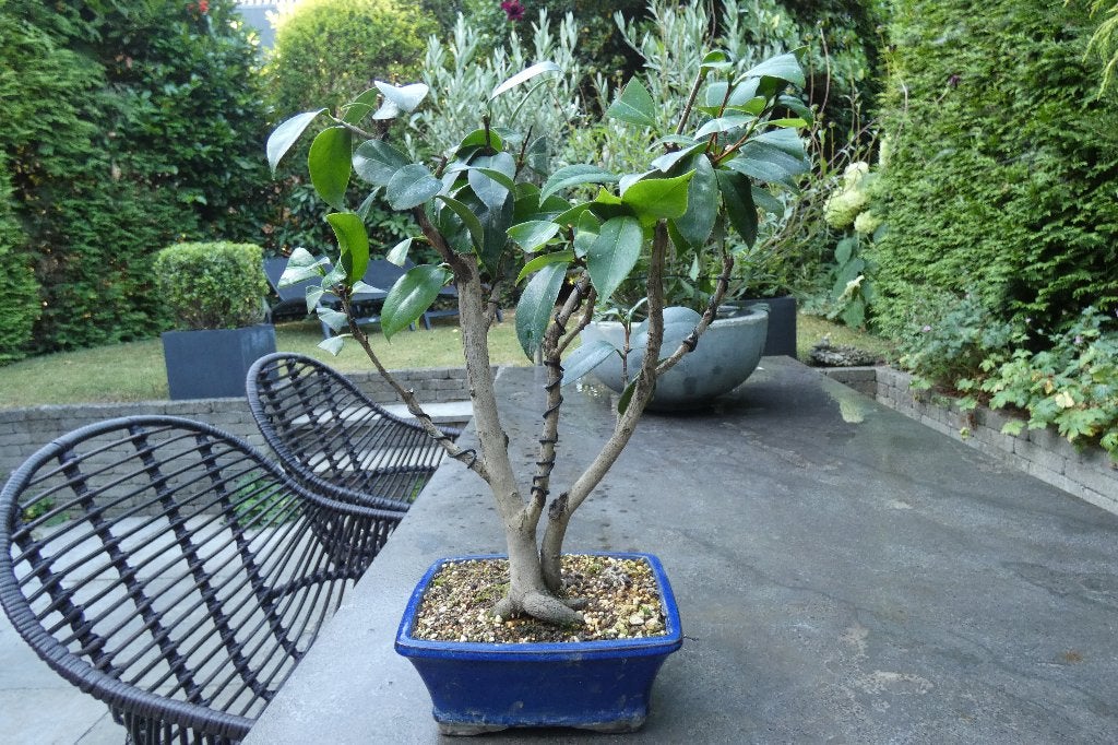 bonsai Camellia Japonica, Tuin en Terras, Planten | Bomen, In pot, Halfschaduw, Lente, Minder dan 100 cm