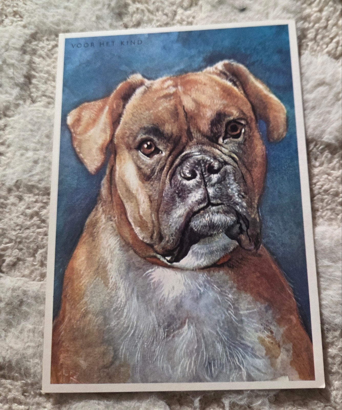 Boxer Hond - Voor Het Kind, Verzenden, 1940 tot 1960, Ongelopen, Hond of Kat