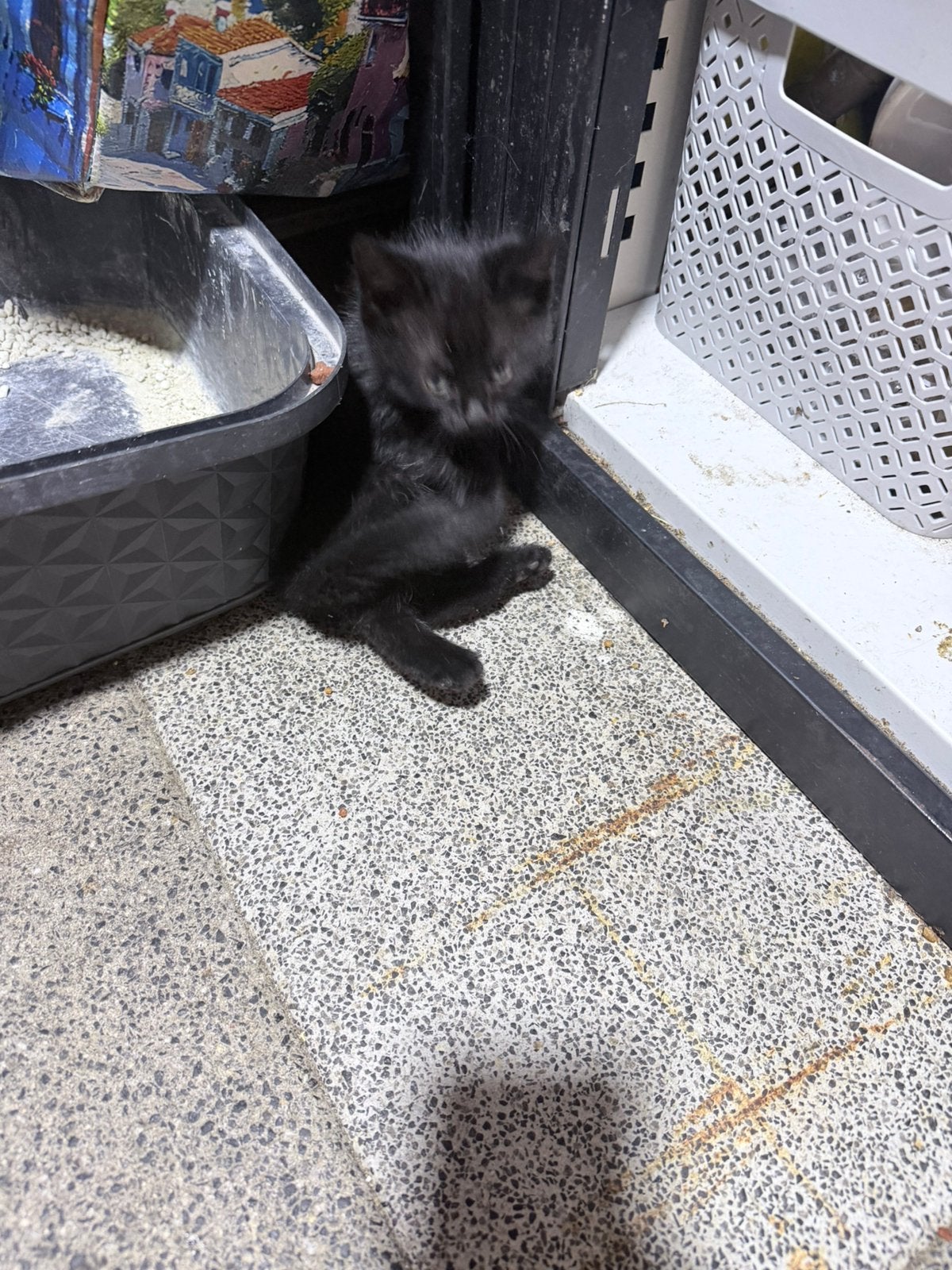 Kittens, Dieren en Toebehoren
