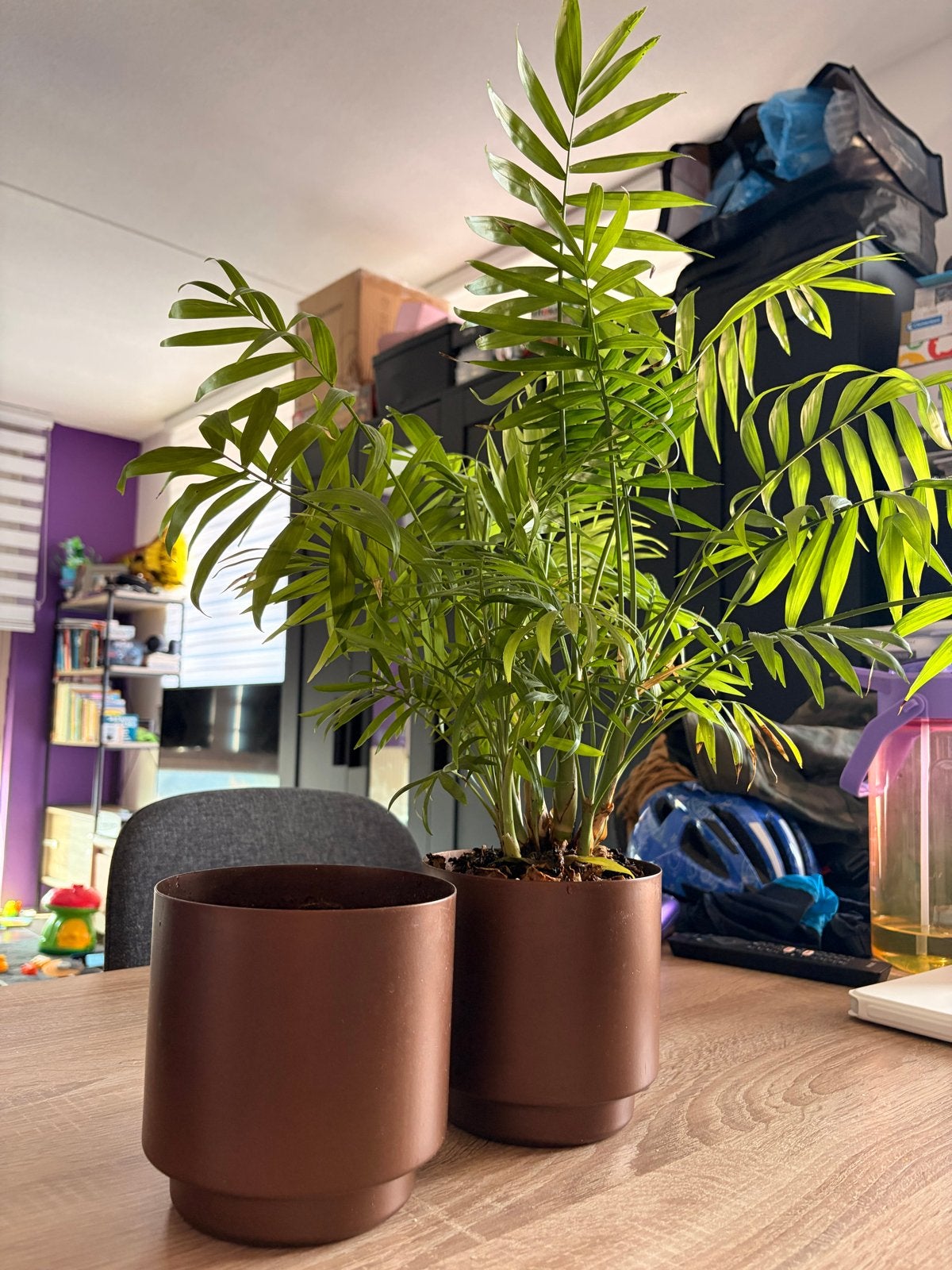Mooie plant en 2 potten, Ophalen, Overige soorten, Halfschaduw, In pot