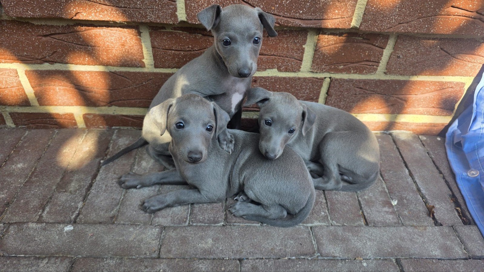 Italiaanse windhondjes pups, Fokker | Hobbymatig, Overige rassen, 8 tot 15 weken, Buitenland