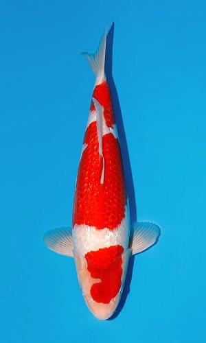 Ginrin Kohaku MOMOTARO tosai 1 jarige JUMBO japanse KOI, Dieren en Toebehoren, Vissen | Vijvervissen, Karper of Koi