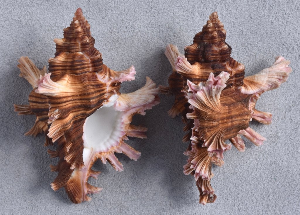 Schelpen: Chicoreus maurus steeriae 75,5-80mm (F+++)., Ophalen of Verzenden, Schelp(en)