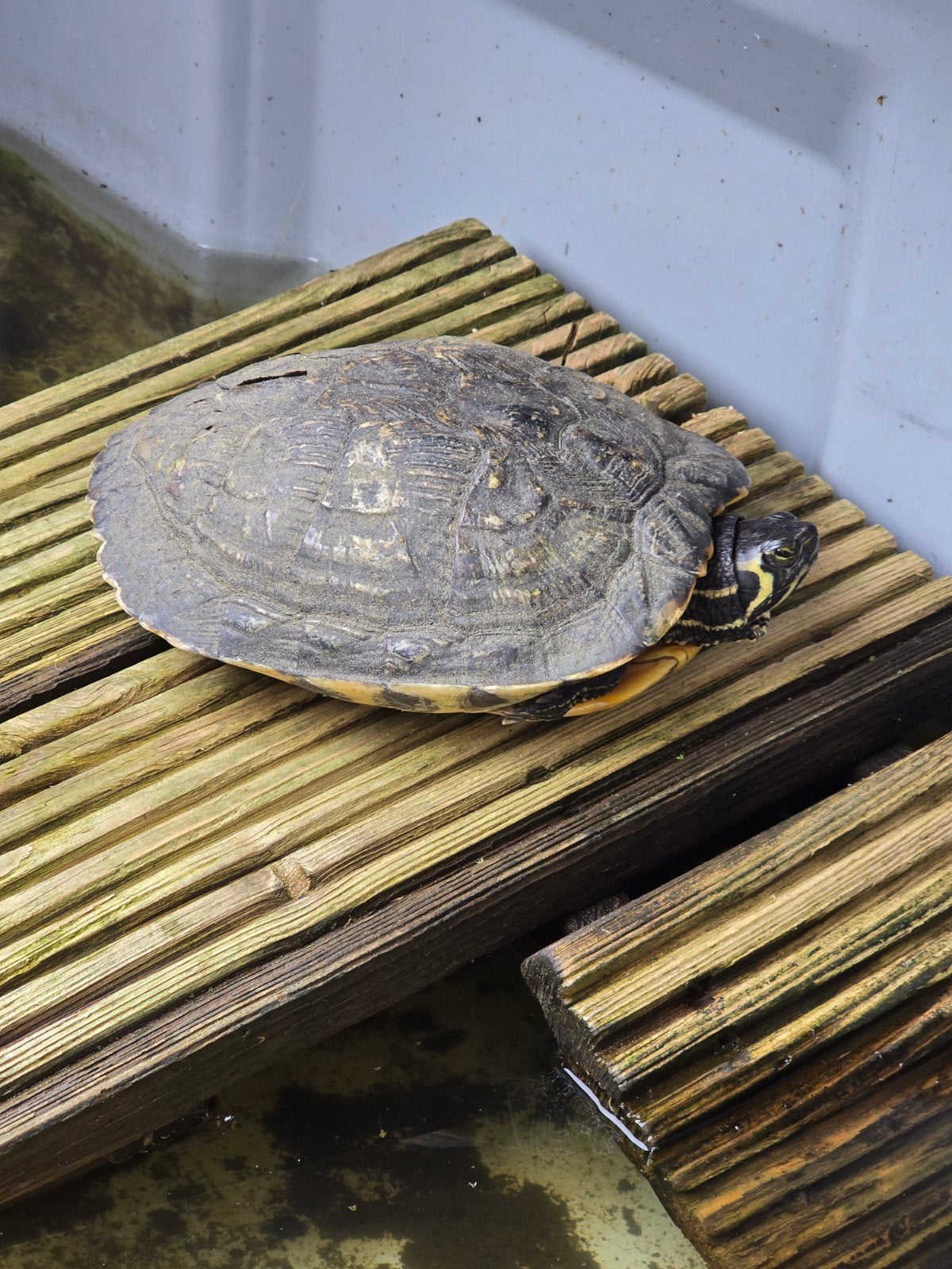 Mooie geelwangschildpad zoekt een nieuw vijvertje. Turtle - unknown for sale from Thekoop