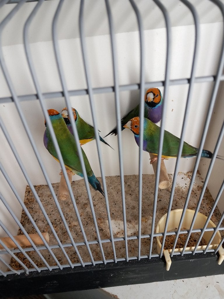 Gouldsamadine, Dieren en Toebehoren, Mannelijk, Tropenvogel, Geringd