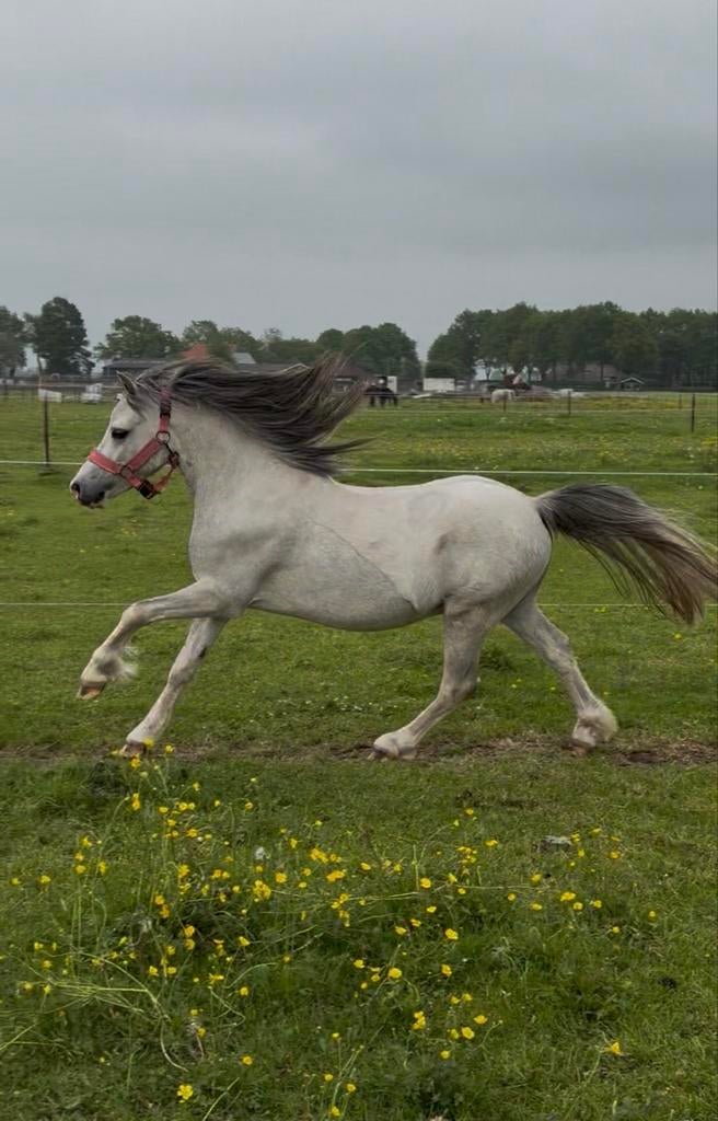 Leuke jonge Welsh A pony – 3 jaar – ruin, Dieren en Toebehoren, Pony's, Ruin, A pony (tot 1.17m), Ontwormd, 3 tot 6 jaar