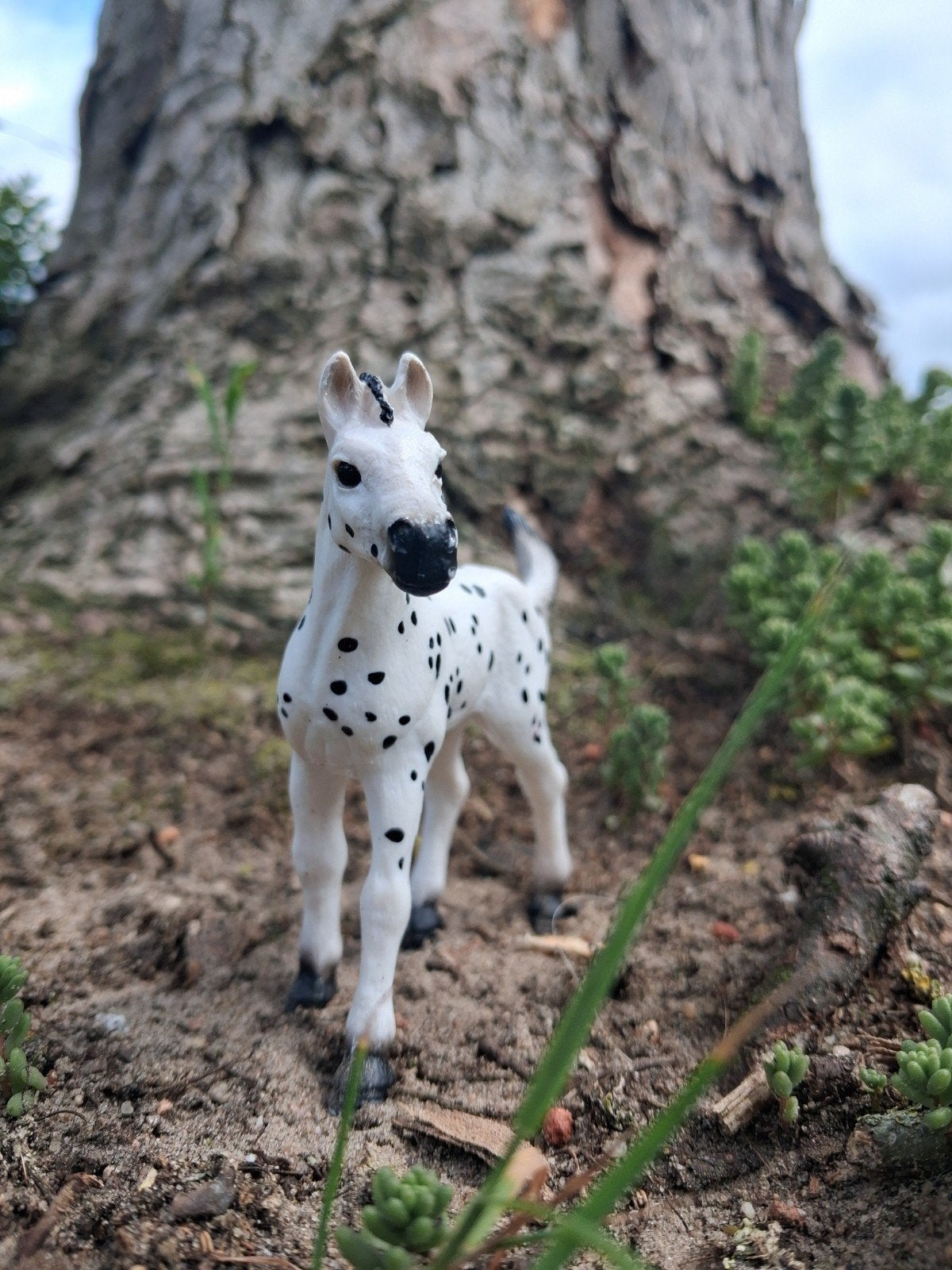 Mooi Appaloosa hengst veulentje - Zo goed als nieuw, Ophalen